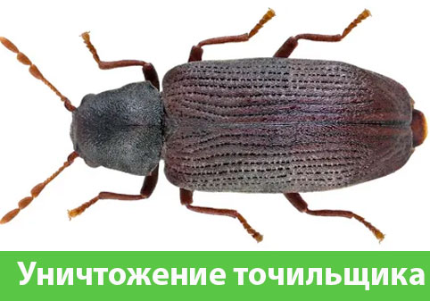 Обработка от точильщика в городе Лобня